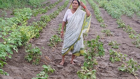 Akola Latest News: अकोला में भारी बारिश के कारण किसानों की फसलों को भारी नुकसान हुआ है। अकोला जिले में भारी बारिश के कारण फसलों की हानि, जन हानि से बड़ा क्षेत्र प्रभावित हुआ है।