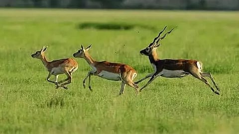 खेतो में वन्य जीवों का उत्पात