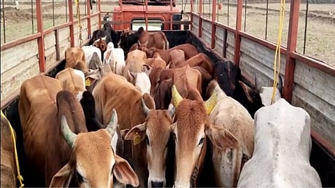 Cow Smuggling