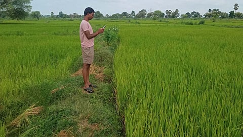 Crop e registration