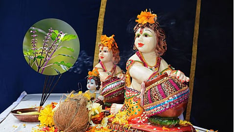 आज जन्माष्टमी की शाम तुलसी के पास करें ये काम, श्रीकृष्ण की बरसेगी असीम कृपा