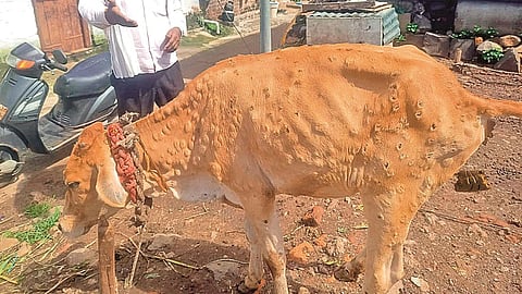 maharashtra-dairy-crisis-vet-centers-closed-lumpy-outbreak