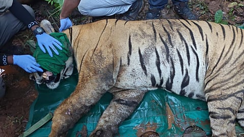 tadoba-tiger-t126-rescued-after-fight-with-t158