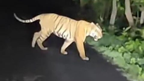 wardha-tiger-scare-karanja-ghadge-action-demand