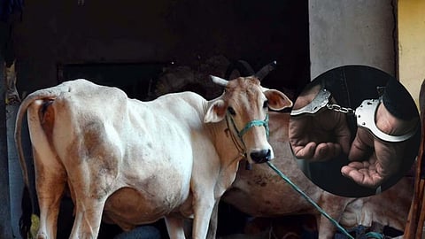 गौवंश तस्करी के 3 आरोपी गिरफ्तार, वाहन और 3 बैल जब्त