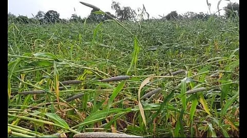 Crops Destroyed