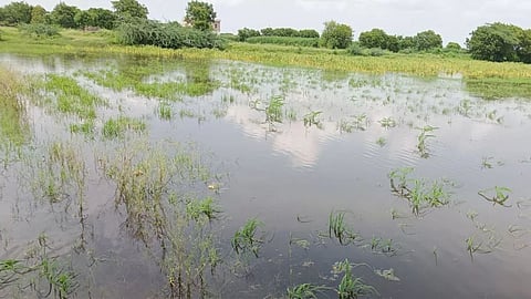 भारी बारिश से हजारों हेक्टेयर कृषि भूमि जलमग्न