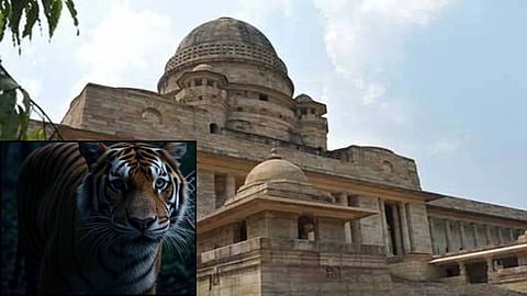 Smuggling: बाघों के शिकार और उनके अंगों की तस्करी से जुड़े एक गंभीर मामले में आरोपी लालनेइसुंग लालथलांग हमार की गिरफ्तारी के बाद मेलघाट से लेकर शिलांग तक तस्करी में शामिल सिन्डीकेट उजागर हुआ।