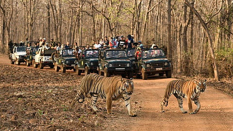 Tadoba Andehari Tiger Reserve Entry Fee
