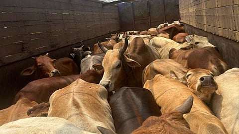 gadchiroli-dhanora-police-cattle-smuggling-action