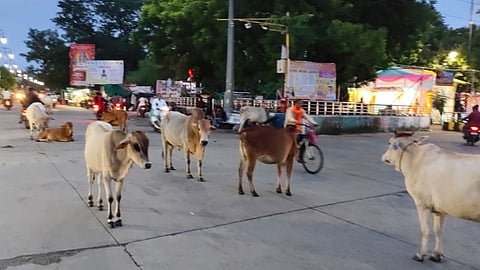 ganeshotsav-chandrapur-stray-cattle-issue-ignored-by-nagar-parishad