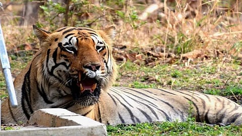 Nagpur News: ताडोबा में मटकासुर के वशंज छोटा मटका की तबीयत में सुधार नहीं हो रहा है। इस मामले में कोर्ट ने खुद संज्ञान लिया है। कोर्ट ने सरकार को बाघों के संरक्षण के मामले में नोटिस भेजा है।