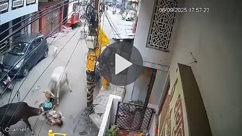 lucknow-horror-video-two-bulls-attack-grandfather-and-3-year-old-grandson