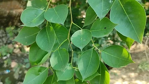 पितृपक्ष में अगर घर के अहाते में उग आए पीपल का पौधा, तो जानिए क्या है संकेत