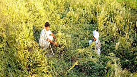 Farmers
