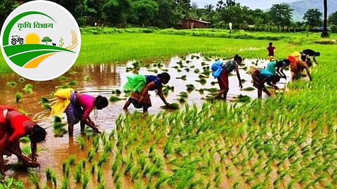 कीट रोग पर किसानों को मिले दिशा-निर्देश