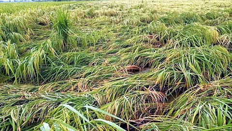 Gondia News: गोंदिया जिले में भारी बारिश के कारण फसलों का काफी नुकसान हुआ है। वापसी की बारिश ने किसानों की कटी हुई फसलों को भी नहीं छोड़ा और उसे भी बर्बाद कर दिया।
