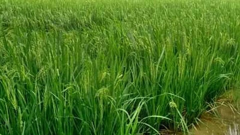 Measures to protect the rice crop from diseases