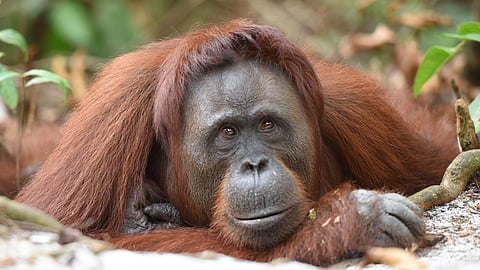 Orangutan Sent Back to Indonesia: हाल ही में वन्यजीवों की तस्करी के मामले में एक 'ओरंगुटान' बंदर को रेस्क्यू किया गया था। अब इस बंदर को वापस इसकी असली जगह इंडोनेशिया भेजा जा रहा है।