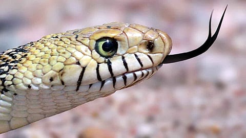 Snake