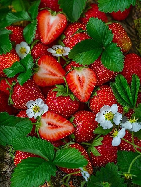 गमले में कैसे लगाएं Strawberry?