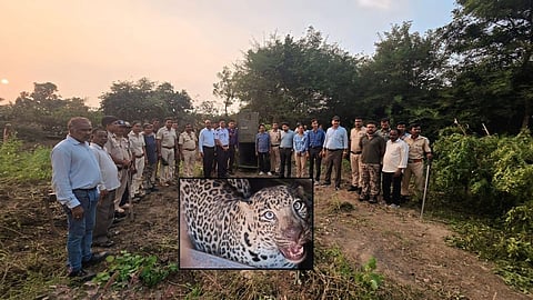 Mihan Leopard Trapped: नागपुर में पिछले कुछ दिनों से मिहान में देखे गए तेंदुए ने इलाते में हड़कंप मचा रखा था। जिसे आखिरकार जद्दोजहद के बाद वन विभाद ने कैद कर लिया है।