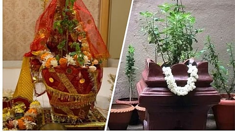 यह है 'तुलसी विवाह' की सही तिथि, 'इस' विशेष शुभ मुहूर्त में करें पूजा