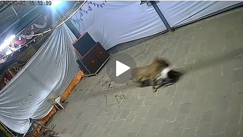 Viral Video Maharashtra