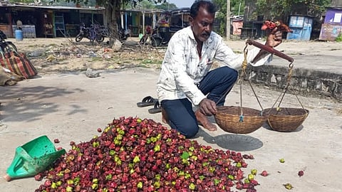 पौष्टिक और स्वादिष्ट सिंघाड़ों की बढ़ी मांग