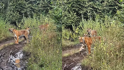 Katrina Tigress Sightings: बोर व्याघ्र प्रकल्प में बाघिन कैटरीना और शावकों के दर्शन से पर्यटकों में उत्साह। दिवाली अवकाश में जंगल सफारी के लिए बड़ी भीड़ देखी जा रही है।