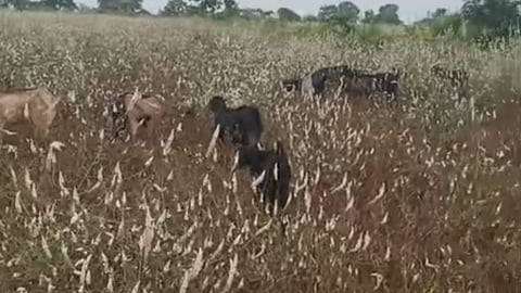 chandrapur-heavy-rain-crop-damage-varora-farmers Goats to graze