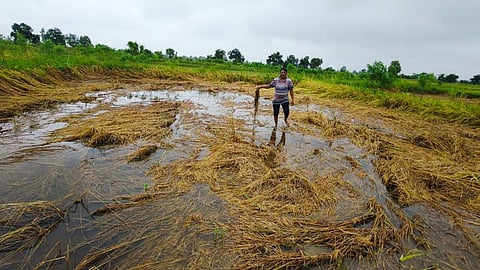 gadchiroli-unseasonal-rain-destroyed-paddy-crops-farmers-demand-compensation