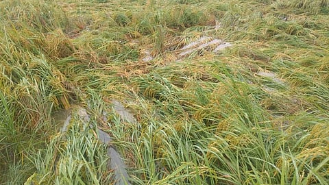 gondia-kharif-rice-crop-unseasonal-rain-loss