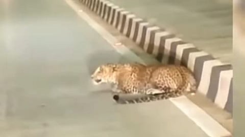 Leopard Spotted on Samruddhi Highway: हिंगना एमआईडीसी क्षेत्र में हाल ही में एक तेंदुआ देखा गया था। जिसके बाद से इलाके में हड़कंप मच गया था। अब यह तेंदुआ समृद्धि महामार्ग पर देखा गया है।