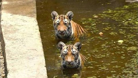 Navegaon-Nagzira Tiger Reserve Team: वर्धा जिले के खुरसापार इलाके में बाघ के जोड़े ने आतंक मचा रखा है। बाघ के डर से लोगों में दहशत का महौल है। रोजाना पालतु पशु इन बाघों का शिकार हो रहे हैं।