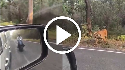Tigress Attacks Biker Video: चंद्रपुर-मूल राजमार्ग पर केसलाघाट क्षेत्र एक बार फिर बाघिन के हमले से दहशत में है। चंद्रपुर-मूल मार्ग पर केसलाघाट में बाघिन ने बाइक सवार पर हमला कर घायल कर दिया।