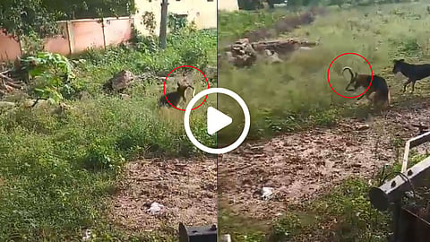 viral-news-cobra-dog-fight-video-viral-from-mirzapur-uttar-pradesh