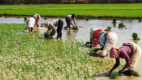 अमरावती: फसल स्पर्धा विजेता किसानों के लिए 1.3 करोड़ मंजूर, जिले से 266 किसानों ने मारी बाजी