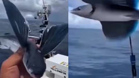 The viral ‘flying fish’ clip shared online turned out to be AI-generated, clarified by an IFS officer