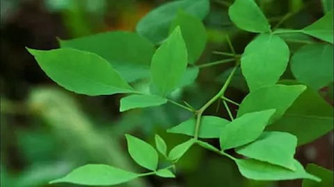 सुबह-सुबह खाली पेट बेल के पत्ते खाने के क्या हैं फ़ायदे, जानिए और बेहतरीन सेहत के लिए आज़मा कर देखिए