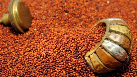 पोषक तत्वों का 'पावर हाउस' है फिंगर मिलेट, एनीमिया हो या डायबिटीज, हड्डियों की कमजोरी भी करता है दूर