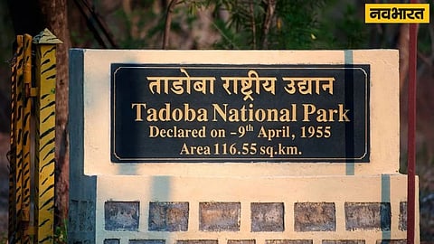 Tadoba-Andhari Tiger Reserve