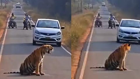 A tiger sitting on the road near Tadoba blocked traffic for hours, the video went viral on social media.