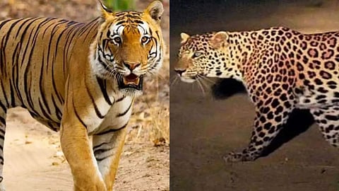 Tiger and Leopard