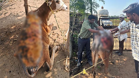Acid Attack on Stray Cow: मारेगांव में अज्ञात व्यक्ति ने गाय पर एसिड फेंका। गंभीर घायल अवस्था में मिली गाय का किसान शंकर लालसरे और डॉक्टरों ने बड़ी मशक्कत के बाद उपचार कर जीवन बचाया।