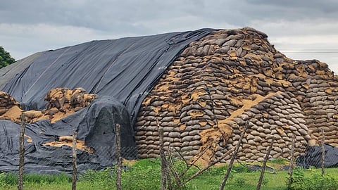 gadchiroli-paddy-rotting-open-storage-farmers-crisis