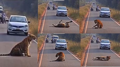 Mohurli Road Tiger: ताडोबा के मोहुर्ली-देवड़ा रोड पर बाघिन ‘मधु’ का शावक सड़क पर सूर्य नमस्कार करता दिखा। पर्यटकों ने वीडियो वायरल किया। सड़क पर बाघों की बढ़ती आवाजाही से खतरा।