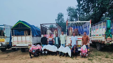 Gadchiroli Cattle Smuggling: गड़चिरोली के पोटेगांव में पुलिस ने गोवंश तस्करी गिरोह पकड़ा। 5 वाहन और 13 गोवंश जब्त, 9 आरोपी गिरफ्तार, कुल 17.26 लाख रूपए का माल पकड़ा गया।