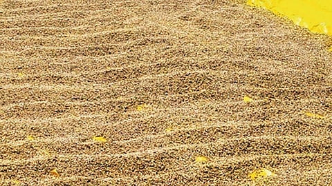 Soybean Price Drop India: सोयाबीन उत्पादन कम, लागत बढ़ी और बाजार भाव 4,200–4,300 रुपये तक गिरा। किसानों को प्रति एकड़ हजारों का नुकसान, सरकार से राहत की मांग तेज।
