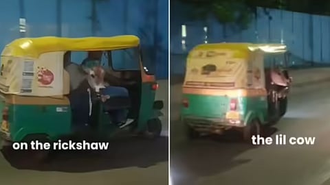 A foreign model shared a video of a calf sitting in an auto, calling it a moment that can happen “only in India.”